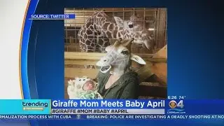 Trending - Giraffe Mom Meets April The Giraffe