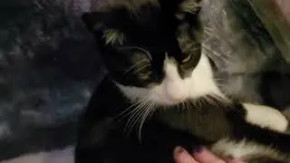 [ASMR] Kitten Petting Simulator (no talking | petting | cat purring | hand motions)