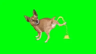 dog pee green screen effects