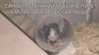 ЯПОНСКИЕ МЫШИ. КАК ОБУСТРОИТЬ КОНТЕЙНЕР