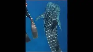 Underwaterstuff shots ||animals ||ocean ||the shark ||the water monsters ||the cute animal videos ||