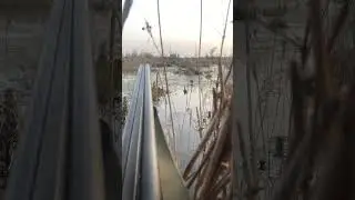 Охота на селезня  без результата