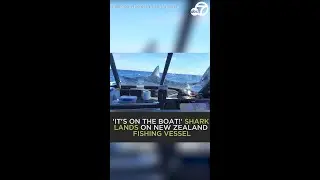 WILD! Shark lands on fishing boat in New Zealand