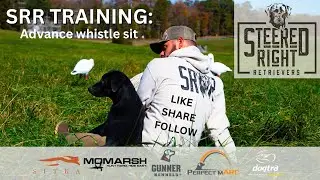 Teaching your dog advanced whistle sit