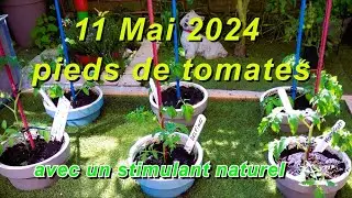 11 Mai 2024 plants de Tomates avec un stimulant Naturel