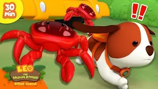 ESCAPE FROM THE CRABS!! 🦀 | Seashore Animals 🌊🦞 | Leo the Wildlife Ranger | Kids Cartoons