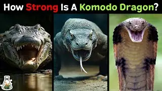 How Strong is a Komodo Dragon Compared to Other Reptiles?