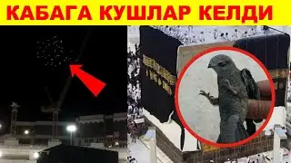 КАБАГА КУШЛАР ТАОФ КИЛГАНИ КЕЛДИ