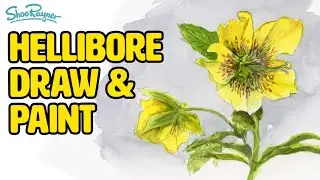 How to draw and paint a hellebore in watercolour