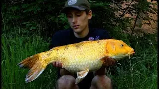 Pêche à la Carpe | été 2019