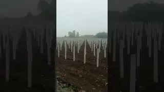 papaya and tomato 🍅 combo Farming #farming #farmer #tomatoes