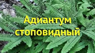 Адиантум стоповидный. Краткий обзор, описание характеристик, где купить рассада adiantum imbricatum