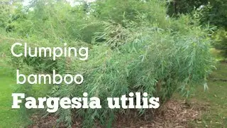 Fargesia utilis clumping bamboo in UK Gardens