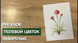 Как нарисовать полевой цветок карандашом и акварелью начинающим | Рисунок для детей