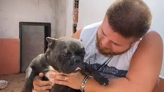 Pitbull Ailesi Çiftliğinde Köpeklerin Bakımlarını Yaptım