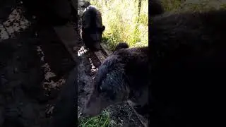Буржуй буянит. #медведь #russianbear