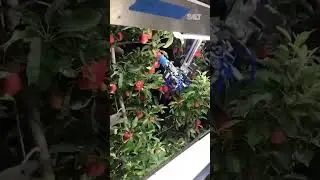 Роботизированный комбайн для сбора яблок 