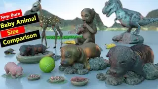 Animals new born baby size comparison in 3d