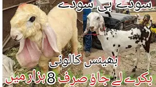 Only 8K Kids for 2024 | Bhains Colony Bakra Mandi Update | cheapest Mandi | Sasti Mandi 20-July-2023