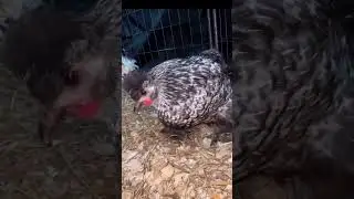 Satin Silkie Chicken hen 🐔🐣🐤