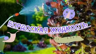 Рецепт настоящей бордоской смеси