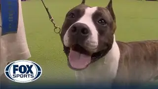 Trouble the American Staffordshire wins the WKC Terrier Group | Westminster Kennel Club