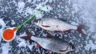 Плотва на Ладоге зимой. Креницы, 09.03.2018
