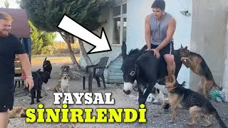 Eşek Alman Kurdu 'nu Tekmeledi Ördeklerin 4 Yavrusu Oldu