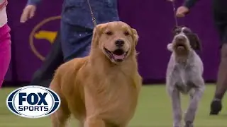 Daniel the golden retriever wins Sporting Group at 2020 Westminster Dog Show | FOX SPORTS