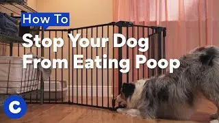 How to Stop Your Dog From Eating Poop | Chewtorials