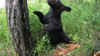 Обычная повседневная трапеза медведей.