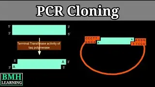 PCR Cloning | PCR In Vitro Cloning | PCR Based Cloning | Gene Cloning Using PCR |