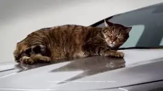 Kedili Mercedes Reklamı