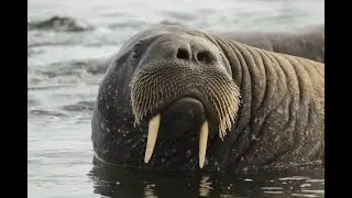 Интересные факты о моржах(Interesting facts about walruses).