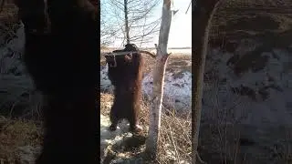 Медвежонок сильнее мамы.