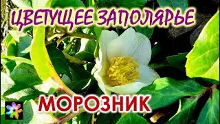 🌌🍀🌺 Цветы в саду посреди Зимы. Цветущее Заполярье