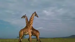 Великий Серенгети / The Great Serengeti | 4K |