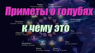 Приметы о голубях к чему это 🕊️🕊️🕊️