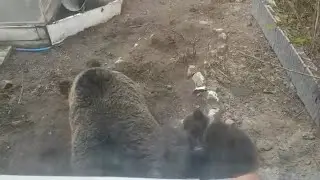 🐻🌲 Андра. Медведи отдыхают. (Часть 2) 🐻🌲