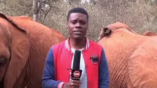 Funny Elephant with African Reporter