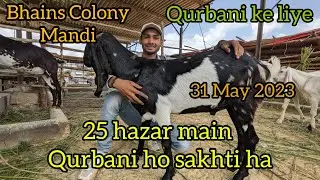 Bhains Colony Bakra Mandi Rates Update 31 May 2023 Goat farming 2023