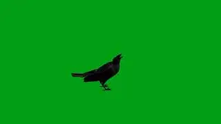 Crow green screen video | Copyright Free