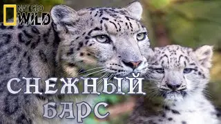 Холодное королевство снежного Барса. 