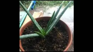 My First Garden Vlog