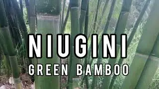 Niugini Green Bamboo Nastus Elatus [Edible Tropical Bamboo]