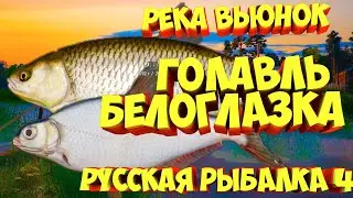 русская рыбалка 4 -  Голавль Белоглазка река Вьюнок - рр4 фарм Алексей Майоров russian fishing 4