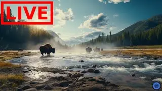 🌎 LIVE Yellowstone National Park!