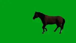 Horse walking green screen video | Copyright Free