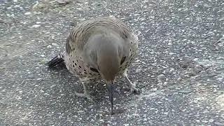 Northern Flicker