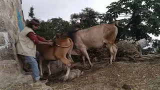 شاهد كيف يتعامل الثور مع أنثى البقر البكر